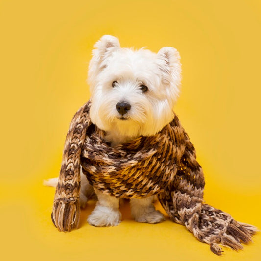 Top 5 Must-Have Pet Clothing Items for Every Season