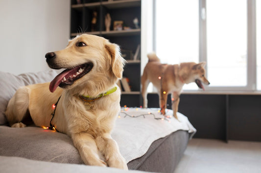 Creating a Cozy Home for Your Pet: Best Pet Houses and Accessories