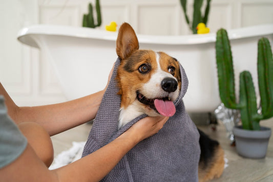 5 Benefits of Regular Grooming for Your Pet